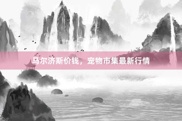 马尔济斯价钱，宠物市集最新行情